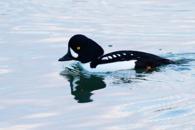 Barrow's Goldeneye