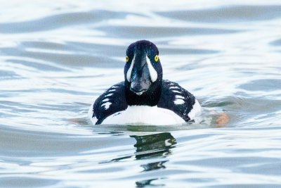 Barrow's Goldeneye