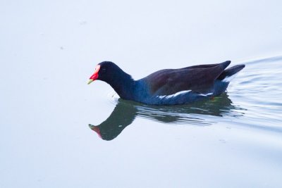 Common Gallinule