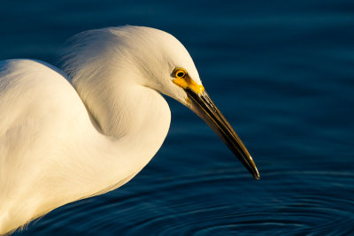 Snowy Egret