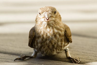 House Finch