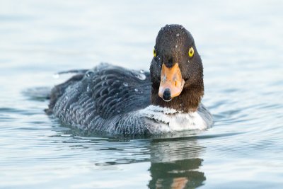 Barrows Goldeneye