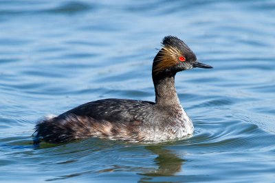 Eared Grebe