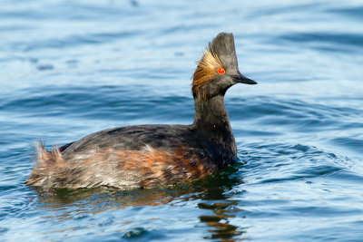 Eared Grebe