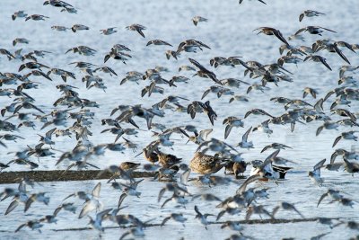 Dunlin and Western Sandpipers