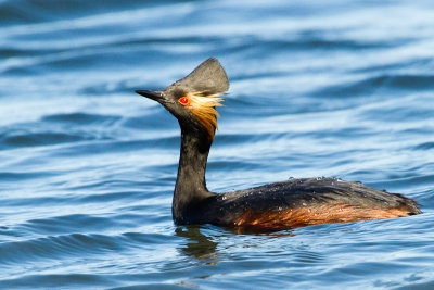 Eared Grebe