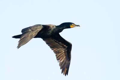 Double-crested Cormorant