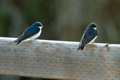 Tree Swallows