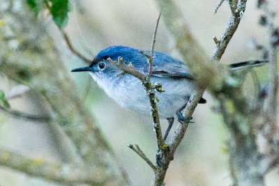 Blue-gray Gnatcatcher