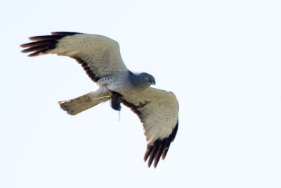 Northern Harrier with vole