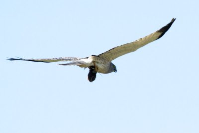 Northern Harrier with vole