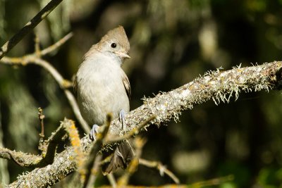 Oak Titmouse fledgling