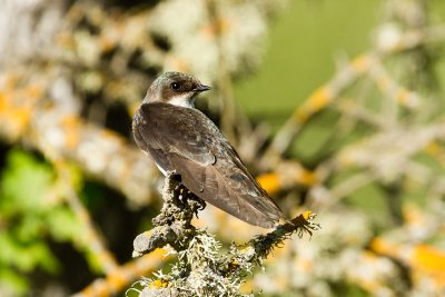 Tree Swallow