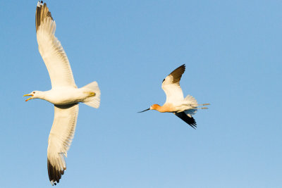 American Avocet chasing gull