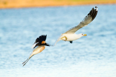 American Avocet chasing gull
