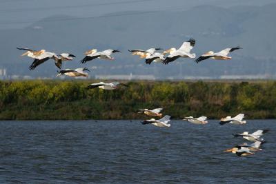 American White Pelicans