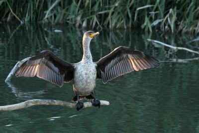 Double-crested Cormorant, 1st year