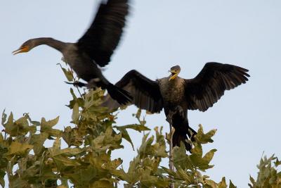Double-crested Cormorants fighting