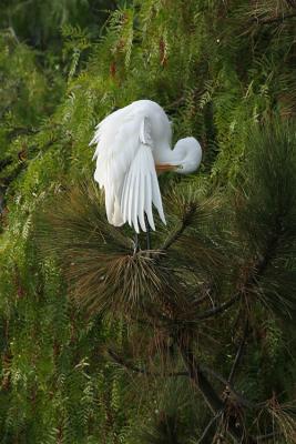 Great Egret preening