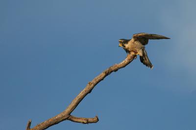 Peregrine Falcon landing