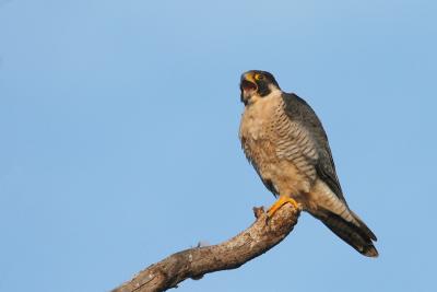Peregrine Falcon with mouth open