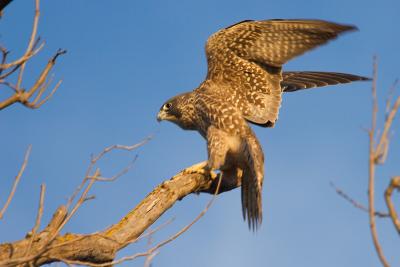 Juvenile Peregrine Falcon landing