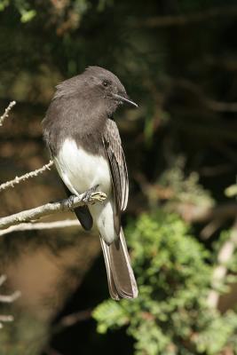 Black Phoebe