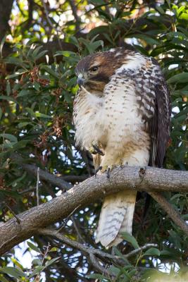 Juvenile Red-tailed Hawk preening
