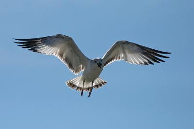 Ring-billed Gull with clam