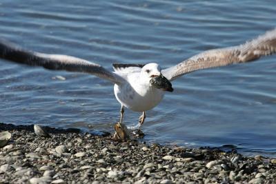 Ring-billed Gull with clam