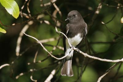 Black Phoebe