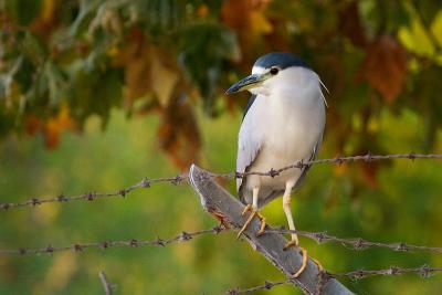 Black-crowned Night Heron