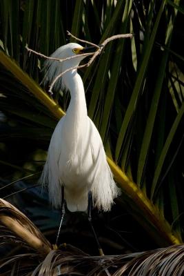 Snowy Egret with branch