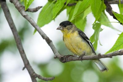 Lesser Goldfinch