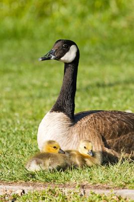 Canada Goose with goslings