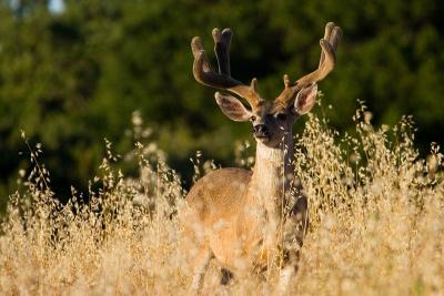 Mule Deer buck