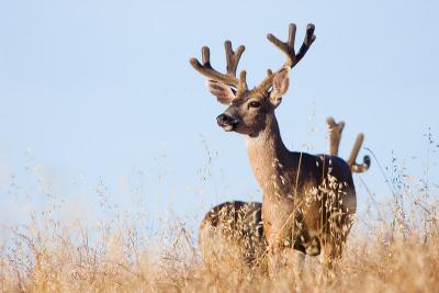 Mule Deer bucks
