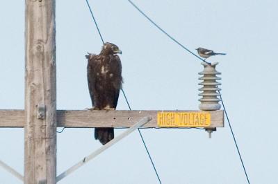 Golden Eagle and Northern Mockingbird