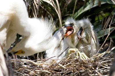 Snowy Egret chicks