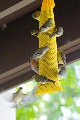 Lesser Goldfinches and House Finch