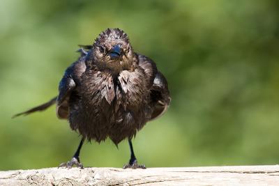 Red-winged Blackbird, female after bath