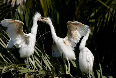 Snowy Egret chicks fighting