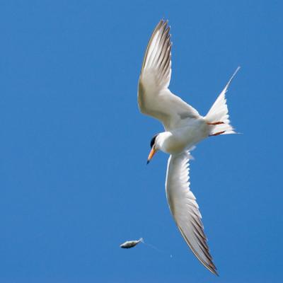 Forster's Tern dropping fish