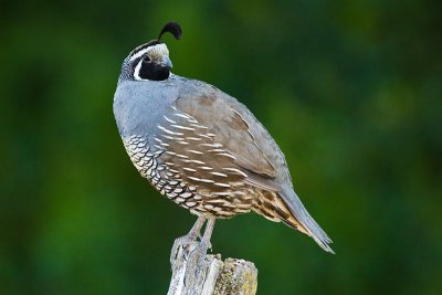 California Quail