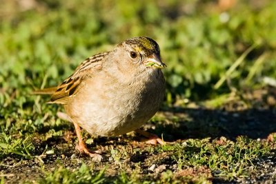 Golden-crowned Sparrow