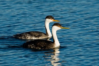 Clarks Grebe and Western Grebe