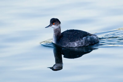 Eared Grebe