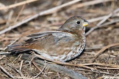 Fox Sparrow