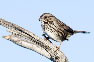 Song Sparrow