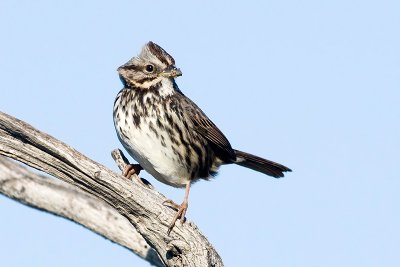 Song Sparrow